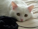Yuiibear on  the bed 2